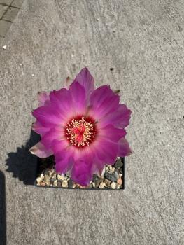 Thelocactus schwarzii